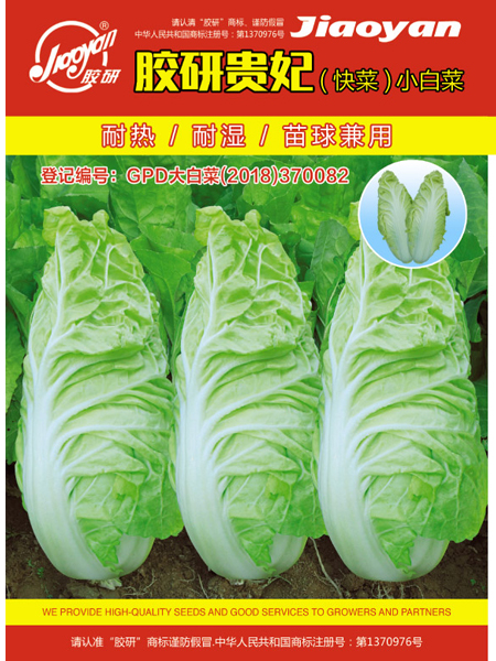  Jiaoyan Guifei Fast Vegetable——Fast-growing Pakchoi